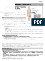 Fisiología - Glándulas Suprarrenales