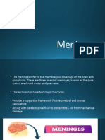 Meninges