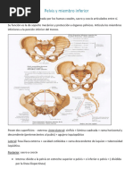 Pelvis y Miembro Inferior