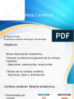 7 Histo-Cortezas Parte2-CCerebral