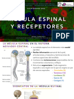 6 - Histo MedulaEspinal Receptores