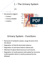 Lecture 11 - Urinary System