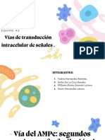 Vías de Transducción Intracelular de Señales