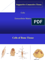 Bone Tissue: Supportive Connective Tissue: Cells