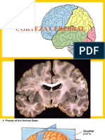 Corteza Cerebral