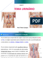 Aula 09 - Sistema Urinário e Genital