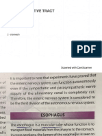 Oesophagus Stomach