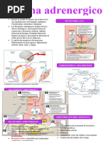 Sistema Adrenergico