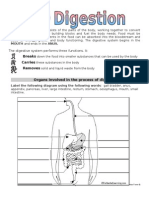 Digestion Handout