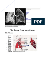 Respiratory System