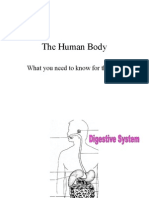 The Human Body: What You Need To Know For The Test