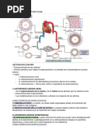 Aparato Cardiovascular