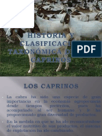 Historia y Clasificación Taxonómica de Los Caprinos