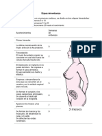 Etapas Del Embaraz1