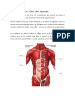 Musculatura Toracica