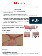 Section 4 (Cervix, External Genitalia)