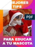 5 Mejores Tips para Educar A Tu Perro