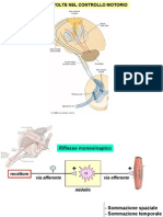 5 - Midollo e Riflessi Spinali