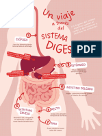 Rojo Rosa Gráfico Sistema Digestivo Póster Educativo - 20240426 - 134208 - 0000