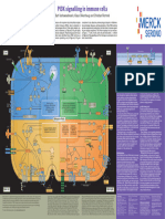 PI3K Signalling in Immune Cells 07