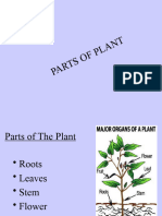 Plant Parts (Modified)