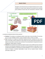 Aparato Urinario