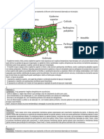 Biologia - Resumo (Tecidos Vegetais)