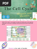 The Cell Cycle 1