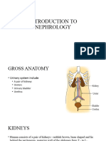 Introduction To Nephrology