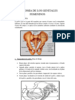 Anatomia de Los Genitales Femeninos Kimi Terminado