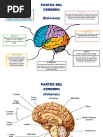 Partes-Del-cerebro Internas y Externas