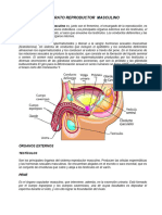 Aparato Reproductor Masculino