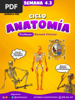 Sistema Circulatorio Humano