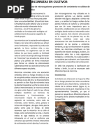 Articulo Micorrizas