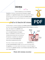 Sistema Exocrino 1