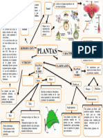 Mapa Conceptual de Las Plantas 2