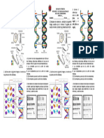 Refuerzo ADN ARN CROMOSOMA