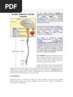 El Sistema Nervioso