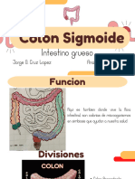 Colon Sigmoides