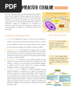Respiracion Celular