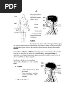 El Cuerpo Humano Se Divide Topográficamente en Tres Parte1