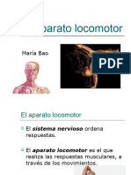 Powerpointmarabaoelaparatolocomotor 130215044245 Phpapp02