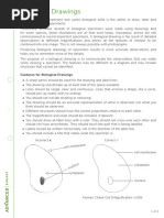 Guidance For Biological Drawings - Ver - 1