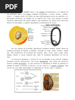 Cereales y Farinaceos