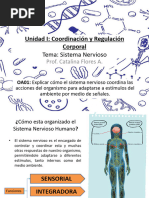 SISTEMA NERVIOSO 2° Medio Biología