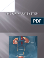 Urinary Proped