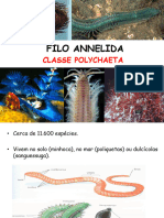 Filo Annelida Polychaeta 1