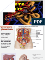 Système Urinaire - 2024