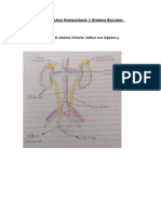 Trabajo Práctico Homeostasis I