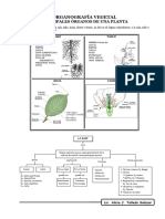 SECCION 7: Organografía Vegetal